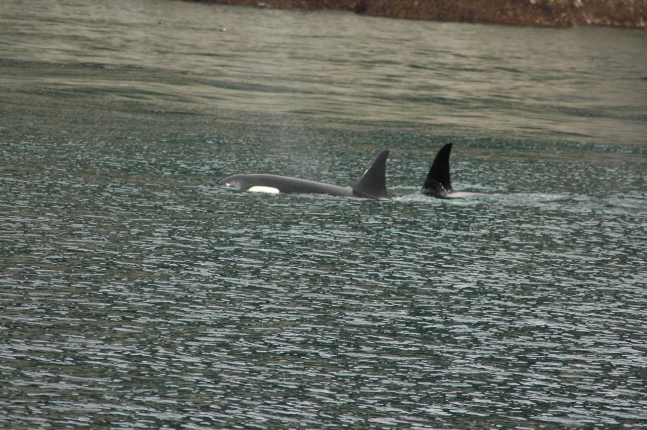 Day 3 Orcas_s