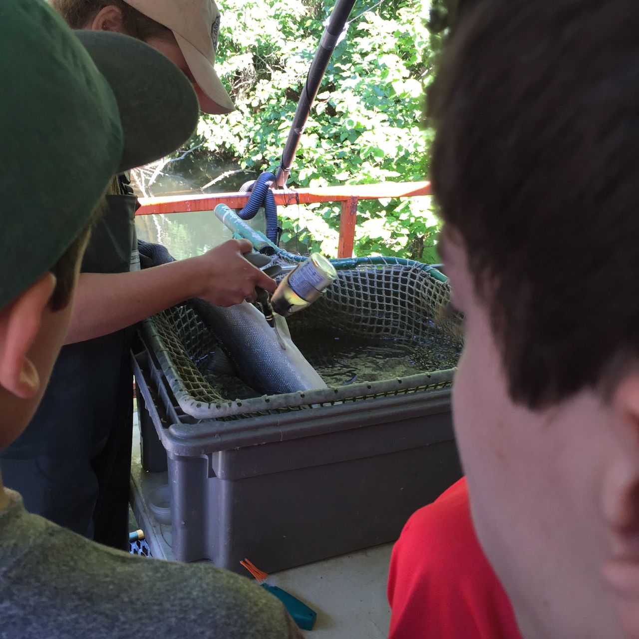 Day 4 Salmoninjection_s