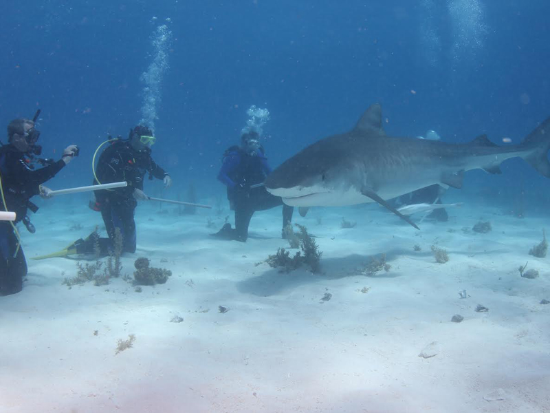 Crew-820-underwater-1