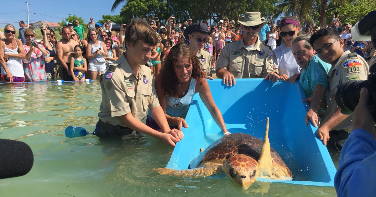 Sea turtle released with help from Scouts in Texas, Florida