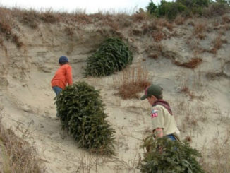 Scouts hauling Christmas trees up a dune
