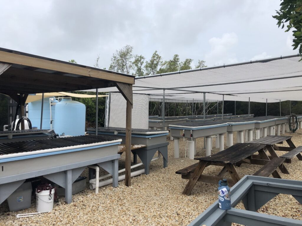 The coral nursery at Florida Sea Base