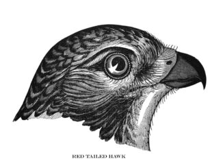 An illustration of a red-tailed hawk