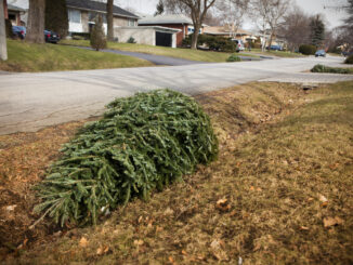 A photo of a discarded Christmas tree on the ground in someone's yard