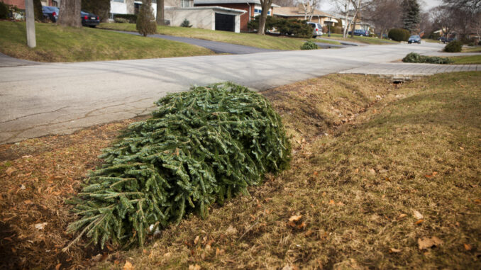 A photo of a discarded Christmas tree on the ground in someone's yard