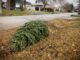 A photo of a discarded Christmas tree on the ground in someone's yard