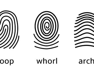 An image of three fingerprint types on white background